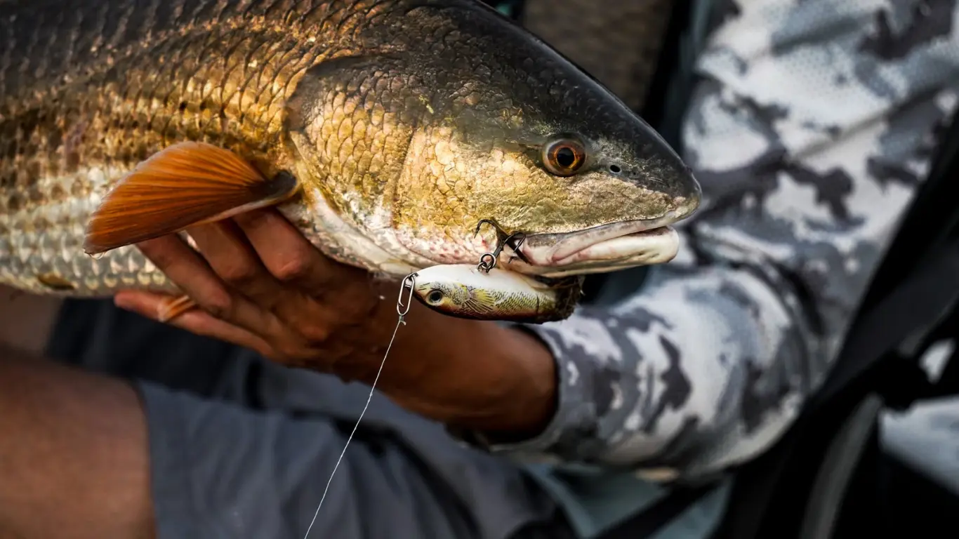 topwater coupon code