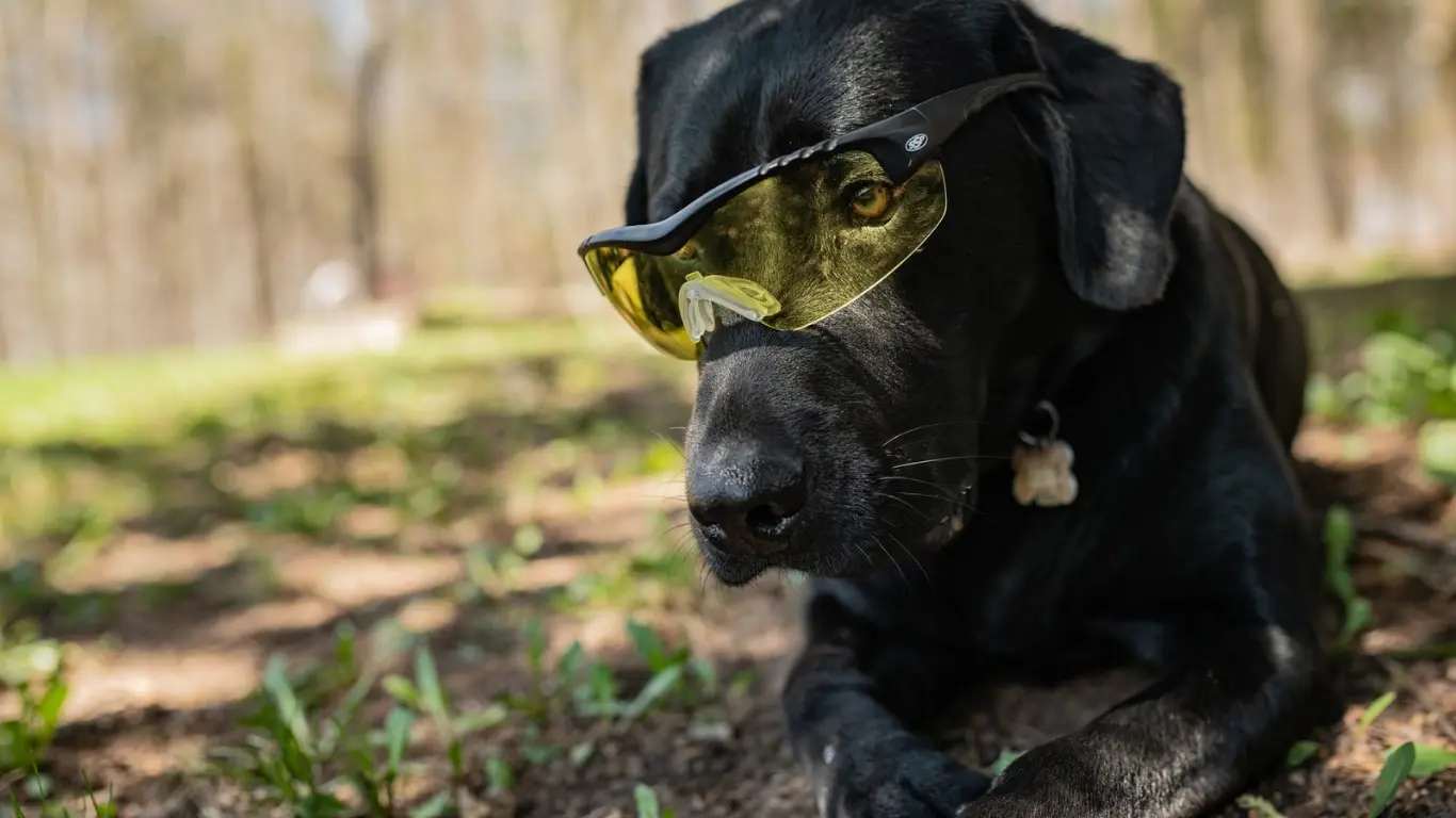 SSP Eyewear coupon code