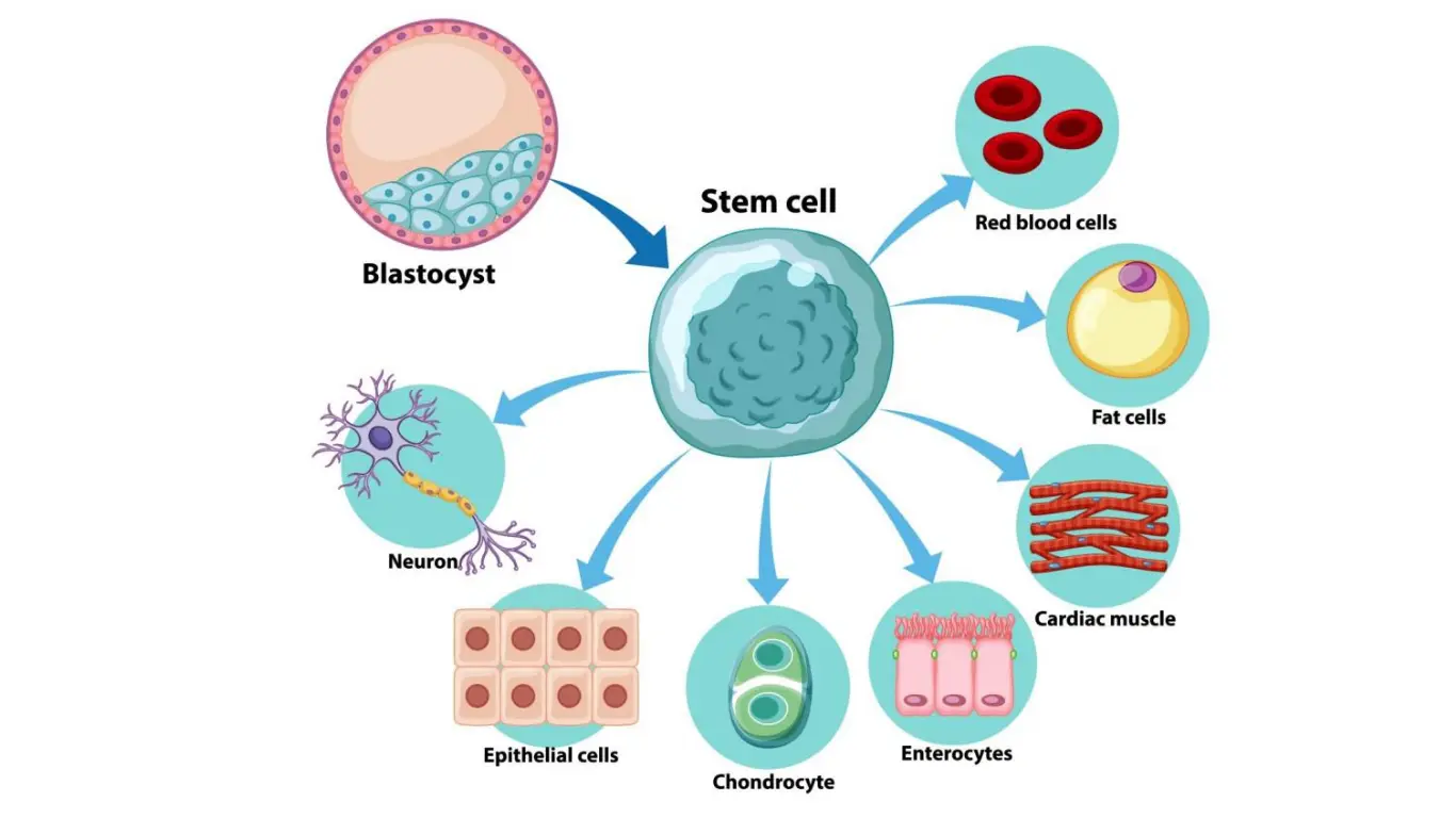 stemcell coupon code